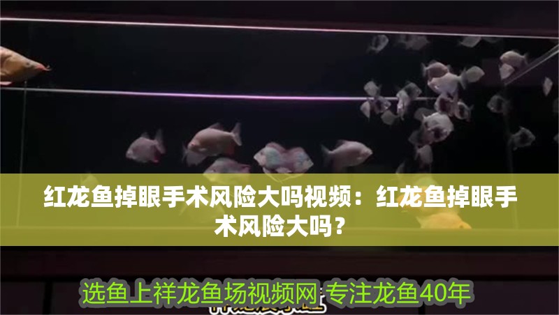 紅龍魚掉眼手術(shù)風(fēng)險大嗎視頻：紅龍魚掉眼手術(shù)風(fēng)險大嗎？