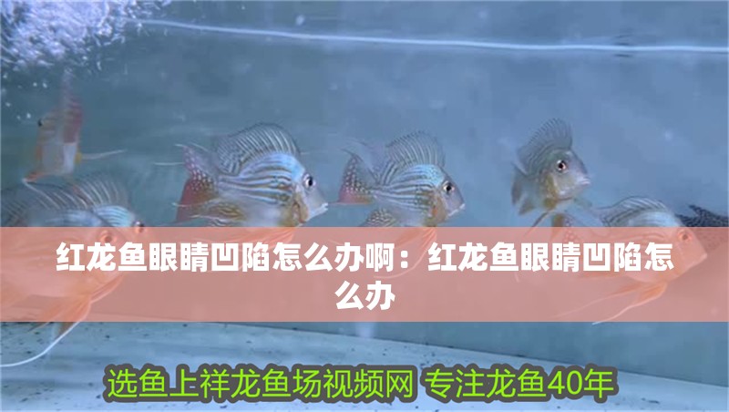 紅龍魚眼睛凹陷怎么辦啊：紅龍魚眼睛凹陷怎么辦