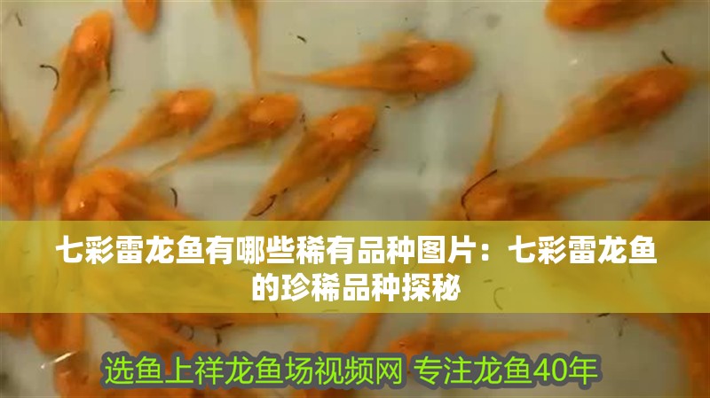 七彩雷龍魚有哪些稀有品種圖片：七彩雷龍魚的珍稀品種探秘