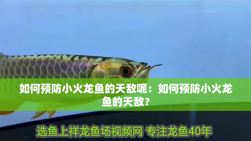 如何預(yù)防小火龍魚的天敵呢：如何預(yù)防小火龍魚的天敵？