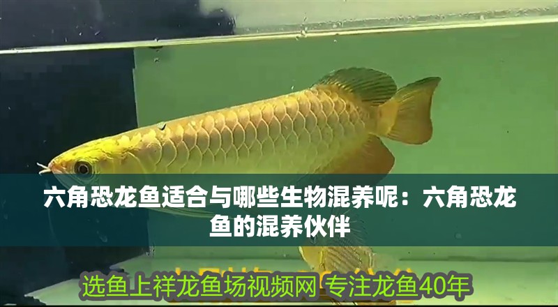 六角恐龍魚適合與哪些生物混養(yǎng)呢：六角恐龍魚的混養(yǎng)伙伴