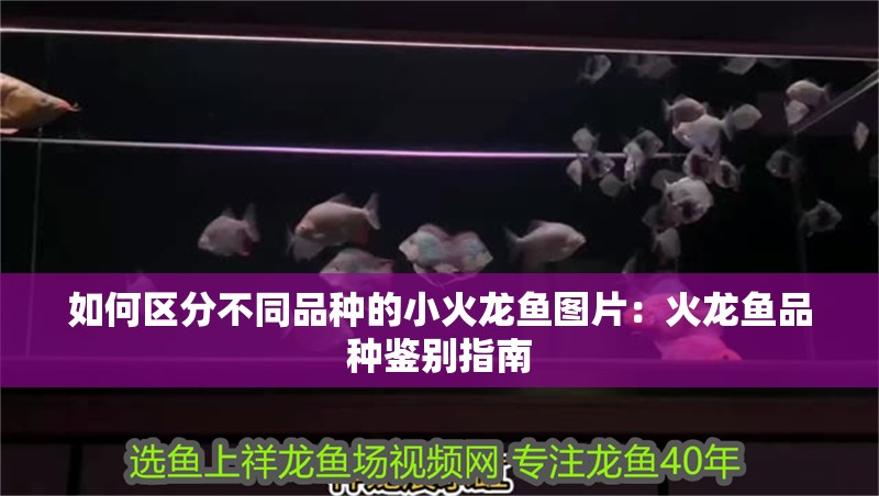 如何區分不同品種的小火龍魚圖片：火龍魚品種鑒別指南