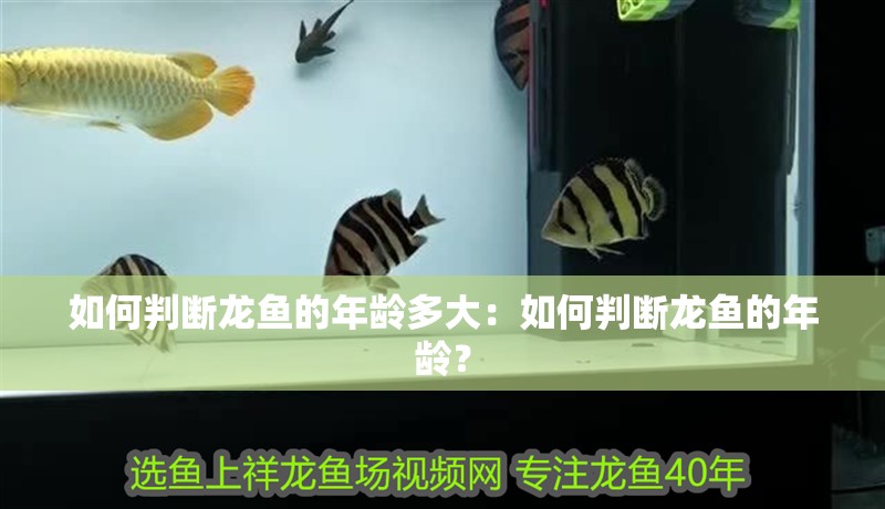 如何判斷龍魚的年齡多大：如何判斷龍魚的年齡？