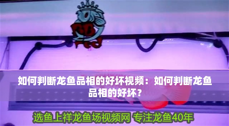 如何判斷龍魚品相的好壞視頻：如何判斷龍魚品相的好壞？