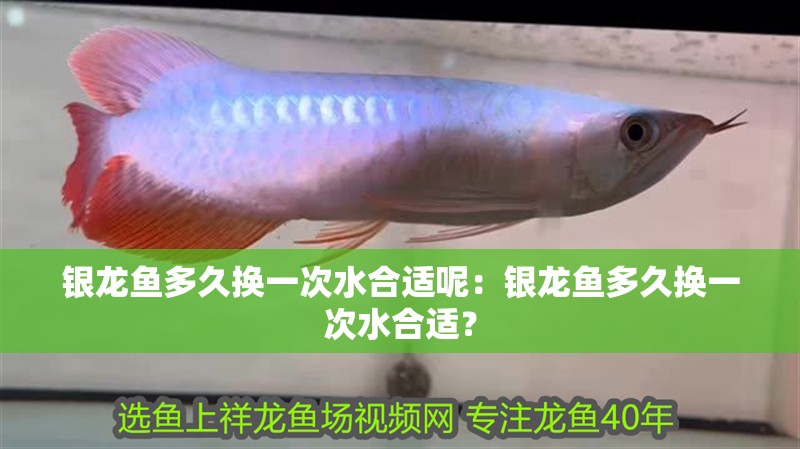 銀龍魚多久換一次水合適呢：銀龍魚多久換一次水合適？
