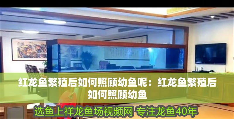 紅龍魚繁殖后如何照顧幼魚呢：紅龍魚繁殖后如何照顧幼魚