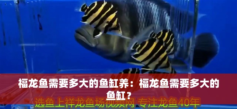 福龍魚需要多大的魚缸養：福龍魚需要多大的魚缸？