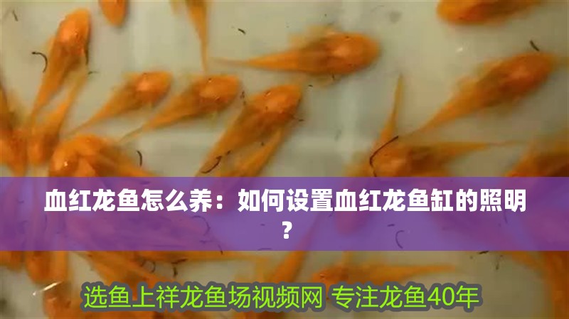 血紅龍魚怎么養：如何設置血紅龍魚缸的照明？ 血紅龍魚怎么養：如何設置血紅龍魚缸的照明？ 水族問答