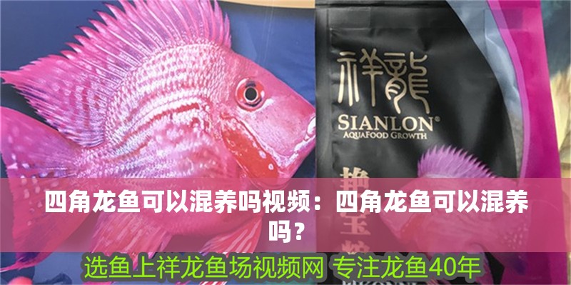 四角龍魚可以混養嗎視頻：四角龍魚可以混養嗎？