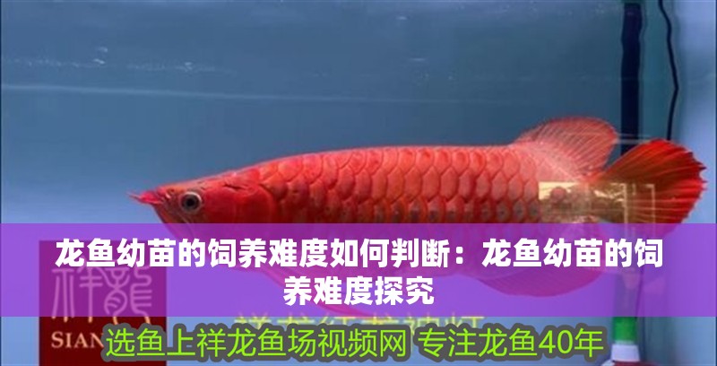 龍魚幼苗的飼養難度如何判斷：龍魚幼苗的飼養難度探究