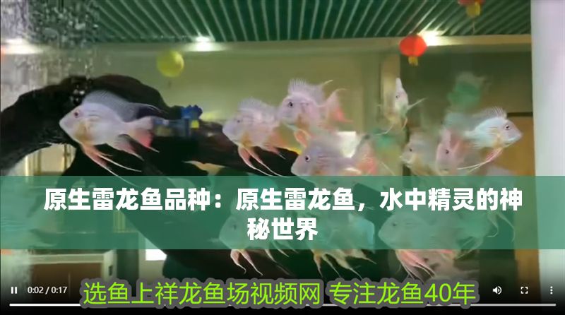 原生雷龍魚品種：原生雷龍魚，水中精靈的神秘世界