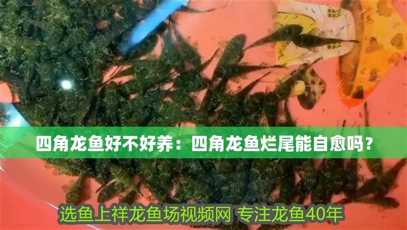 四角龍魚好不好養：四角龍魚爛尾能自愈嗎？