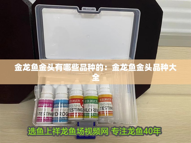 金龍魚金頭有哪些品種的：金龍魚金頭品種大全