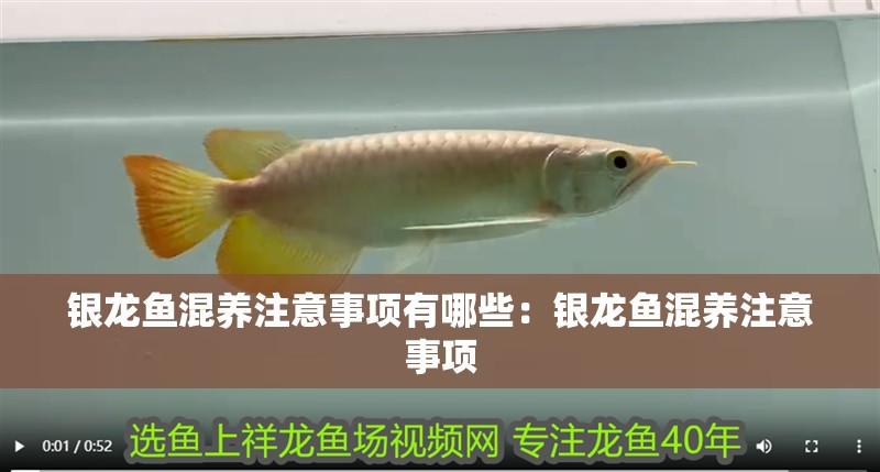 銀龍魚混養(yǎng)注意事項(xiàng)有哪些：銀龍魚混養(yǎng)注意事項(xiàng)