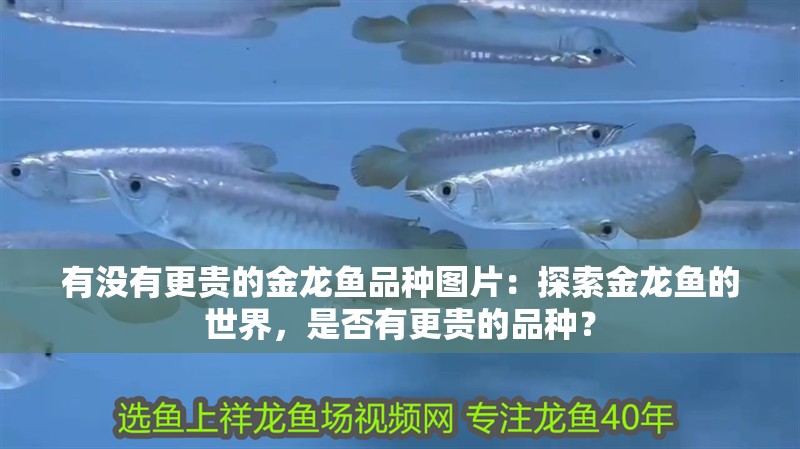 有沒有更貴的金龍魚品種圖片：探索金龍魚的世界，是否有更貴的品種？
