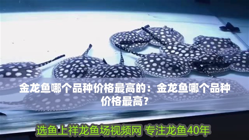 金龍魚哪個(gè)品種價(jià)格最高的：金龍魚哪個(gè)品種價(jià)格最高？