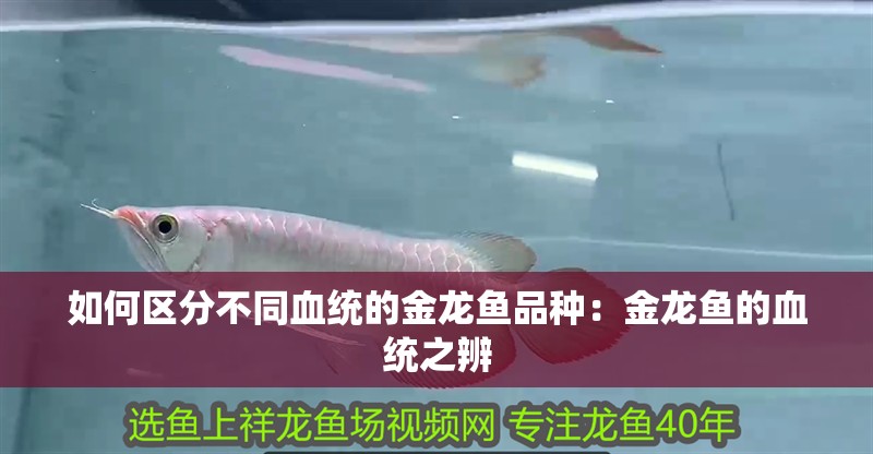 如何區分不同血統的金龍魚品種：金龍魚的血統之辨