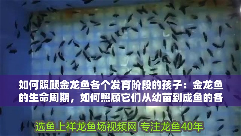 如何照顧金龍魚各個發育階段的孩子：金龍魚的生命周期，如何照顧它們從幼苗到成魚的各個階段