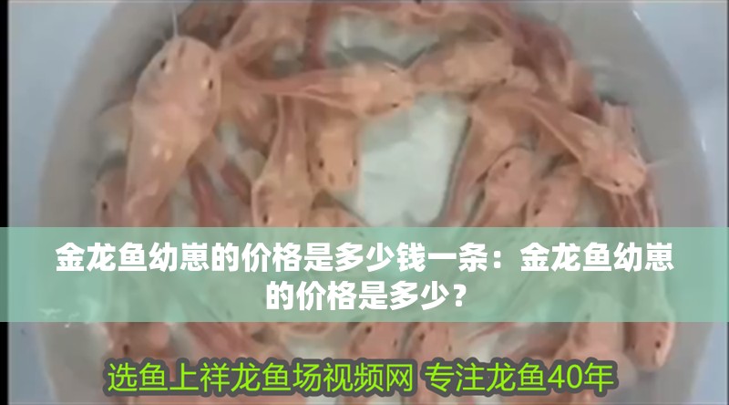 金龍魚幼崽的價格是多少錢一條：金龍魚幼崽的價格是多少？