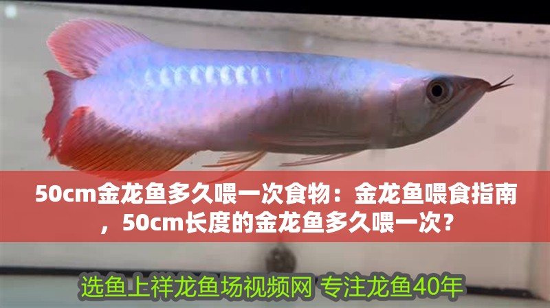 50cm金龍魚多久喂一次食物：金龍魚喂食指南，50cm長度的金龍魚多久喂一次？