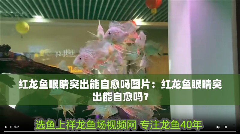 紅龍魚眼睛突出能自愈嗎圖片：紅龍魚眼睛突出能自愈嗎？