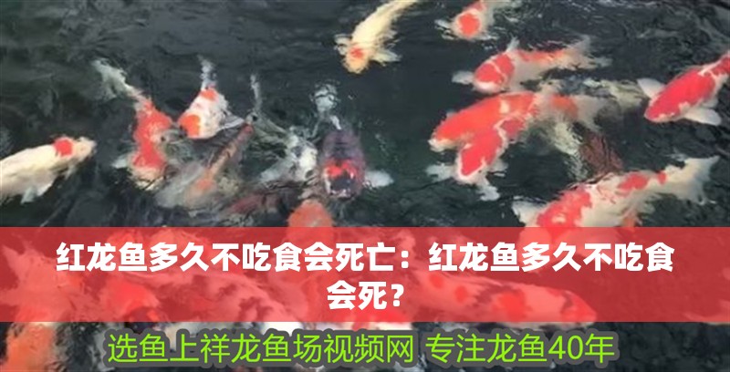 紅龍魚多久不吃食會死亡：紅龍魚多久不吃食會死？