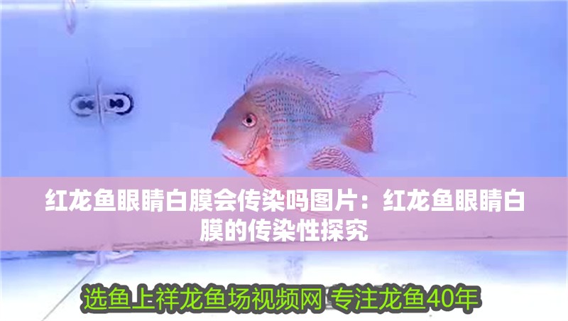 紅龍魚眼睛白膜會傳染嗎圖片：紅龍魚眼睛白膜的傳染性探究