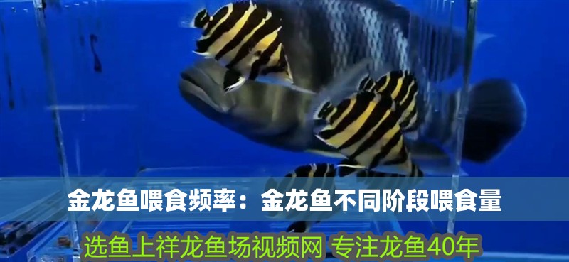 金龍魚喂食頻率：金龍魚不同階段喂食量