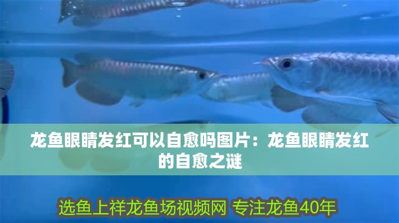 龍魚眼睛發紅可以自愈嗎圖片：龍魚眼睛發紅的自愈之謎 龍魚眼睛發紅可以自愈嗎圖片：龍魚眼睛發紅的自愈之謎 水族問答