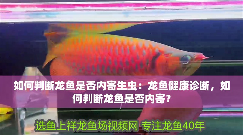 如何判斷龍魚是否內寄生蟲：龍魚健康診斷，如何判斷龍魚是否內寄？