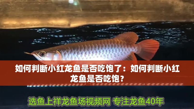 如何判斷小紅龍魚是否吃飽了：如何判斷小紅龍魚是否吃飽？