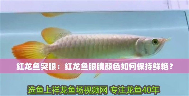 紅龍魚突眼：紅龍魚眼睛顏色如何保持鮮艷？