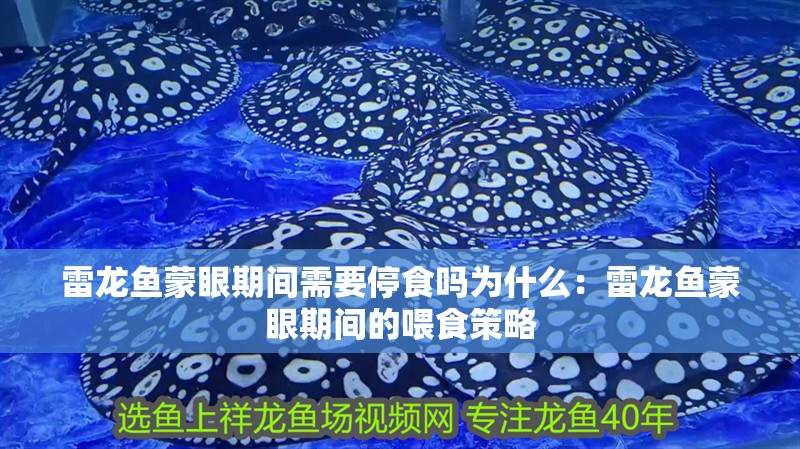 雷龍魚蒙眼期間需要停食嗎為什么：雷龍魚蒙眼期間的喂食策略