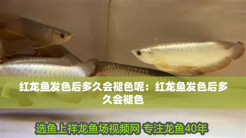 紅龍魚發色后多久會褪色呢：紅龍魚發色后多久會褪色