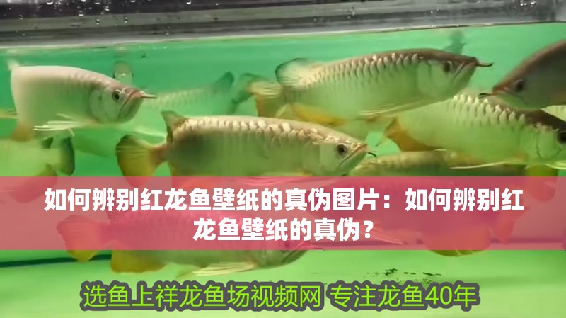 如何辨別紅龍魚壁紙的真偽圖片：如何辨別紅龍魚壁紙的真偽？