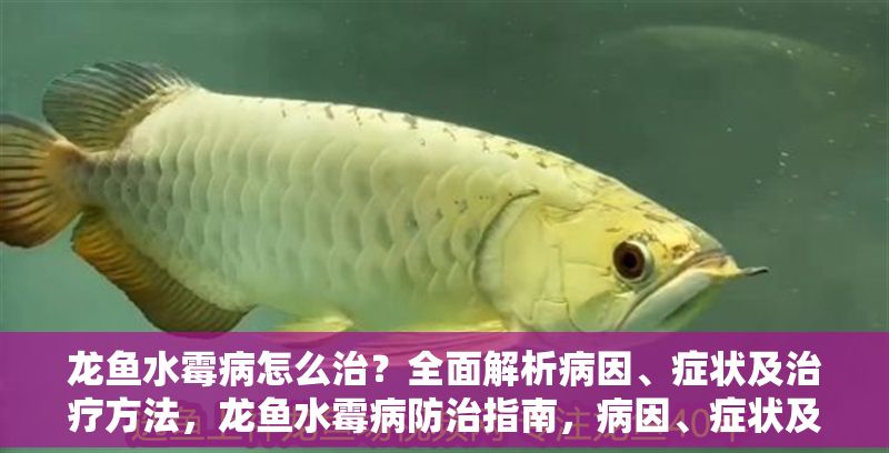 龍魚水霉病怎么治？全面解析病因、癥狀及治療方法，龍魚水霉病防治指南，病因、癥狀及有效治療方法全解析