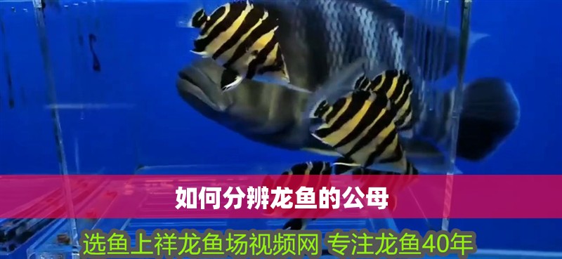 如何分辨龍魚的公母