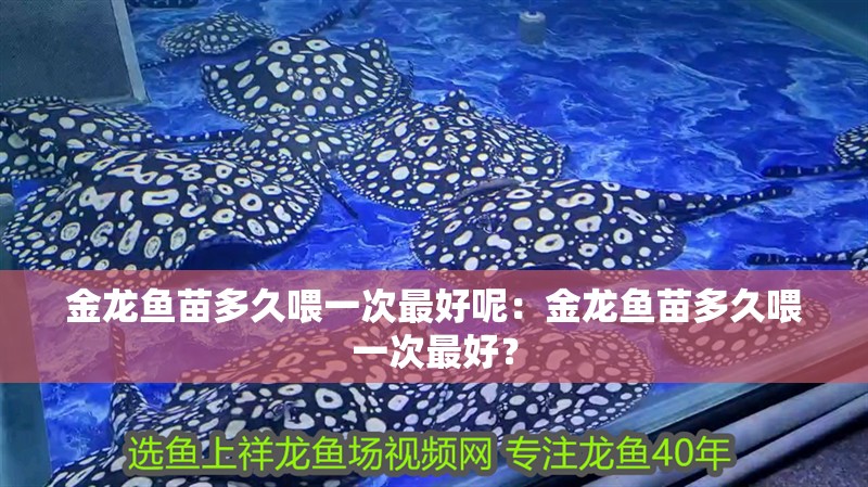 金龍魚苗多久喂一次最好呢：金龍魚苗多久喂一次最好？