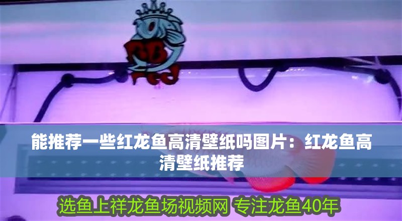 能推薦一些紅龍魚高清壁紙嗎圖片：紅龍魚高清壁紙推薦