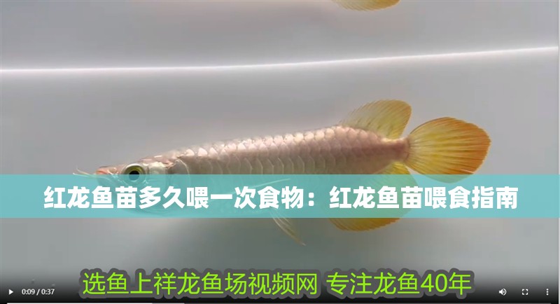 紅龍魚苗多久喂一次食物：紅龍魚苗喂食指南