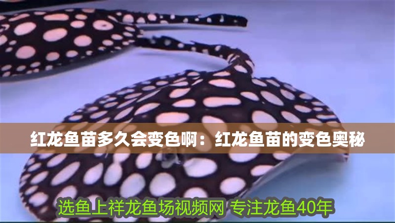 紅龍魚苗多久會變色啊：紅龍魚苗的變色奧秘