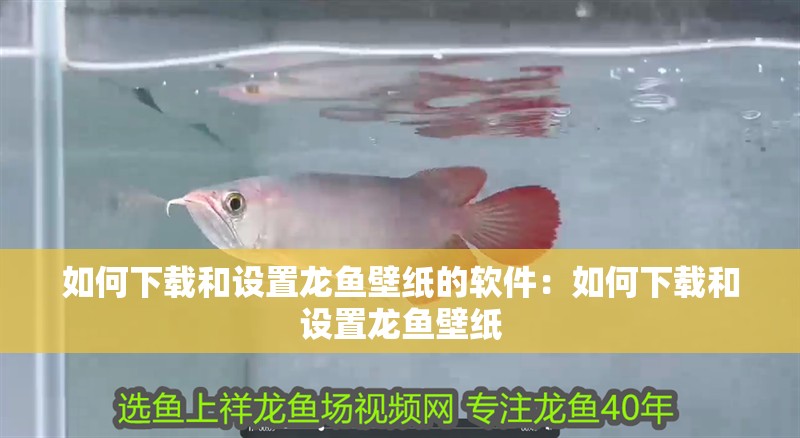 如何下載和設(shè)置龍魚(yú)壁紙的軟件：如何下載和設(shè)置龍魚(yú)壁紙