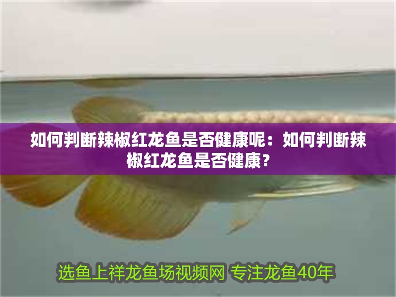 如何判斷辣椒紅龍魚是否健康呢：如何判斷辣椒紅龍魚是否健康？