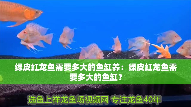 綠皮紅龍魚需要多大的魚缸養(yǎng)：綠皮紅龍魚需要多大的魚缸？