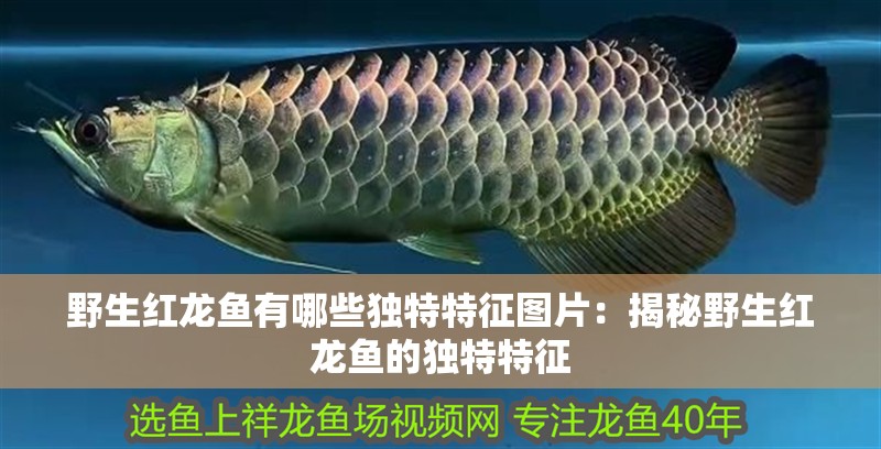野生紅龍魚有哪些獨特特征圖片：揭秘野生紅龍魚的獨特特征