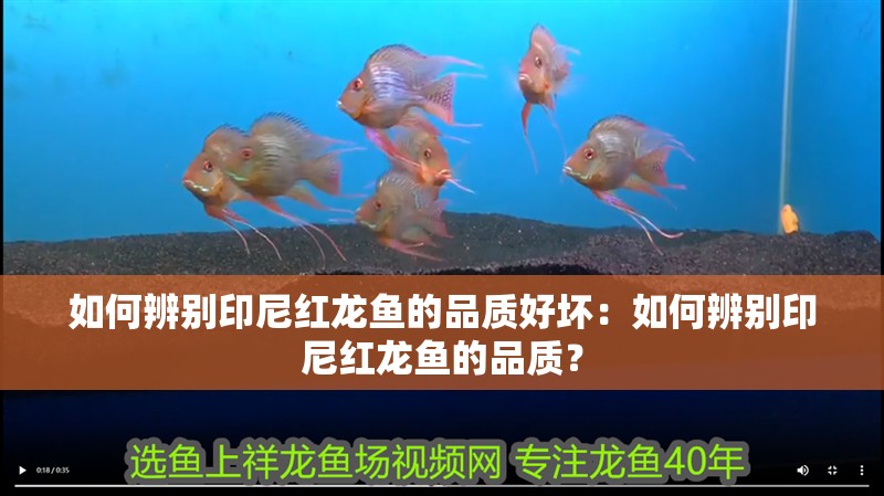 如何辨別印尼紅龍魚的品質好壞：如何辨別印尼紅龍魚的品質？