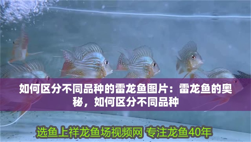 如何區(qū)分不同品種的雷龍魚圖片：雷龍魚的奧秘，如何區(qū)分不同品種