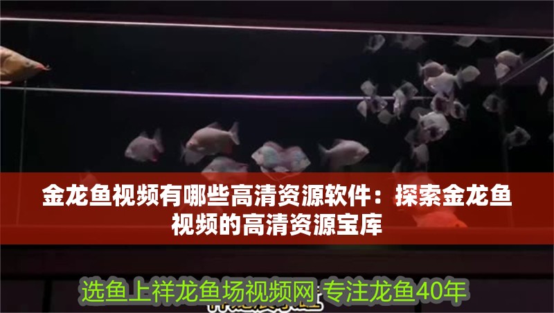 金龍魚視頻有哪些高清資源軟件：探索金龍魚視頻的高清資源寶庫