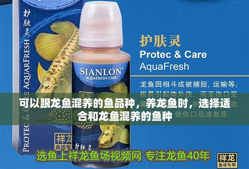可以跟龍魚混養的魚品種，養龍魚時，選擇適合和龍魚混養的魚種