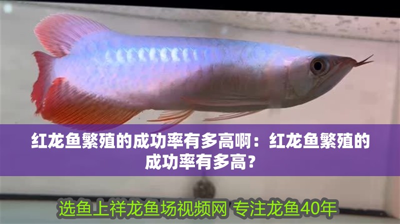 紅龍魚繁殖的成功率有多高啊：紅龍魚繁殖的成功率有多高？